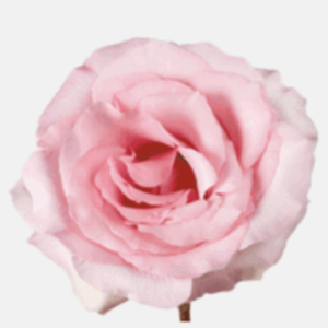 ROSE MILLENIAL PINK - 60 CM